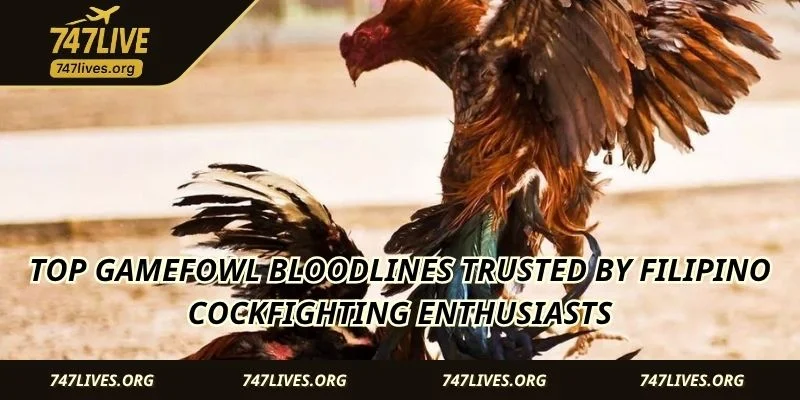 Top gamefowl bloodlines trusted by Filipino cockfighting enthusiasts
