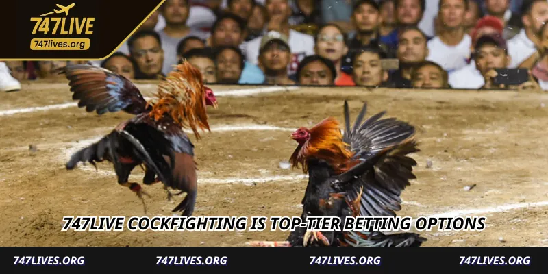 747Live Cockfighting - Thrilling Live Battles & Big Rewards
