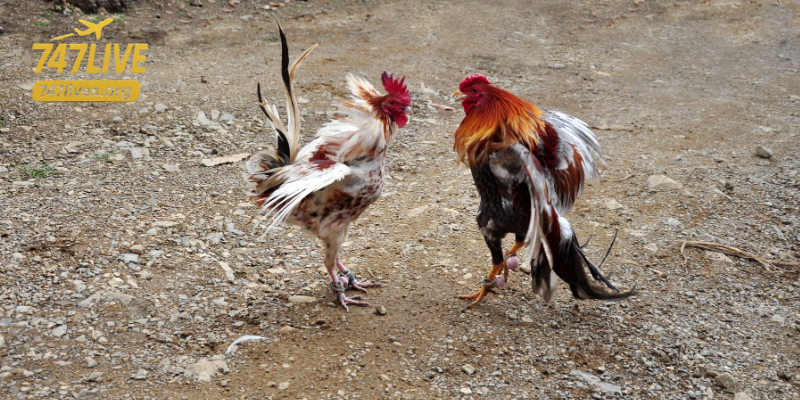 Why cockfighting live stream is booming in the Philippines