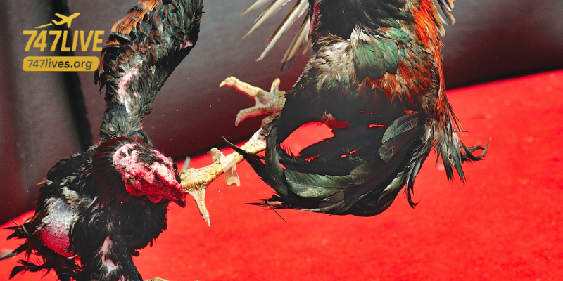 Core strategies for cockfighting bettors