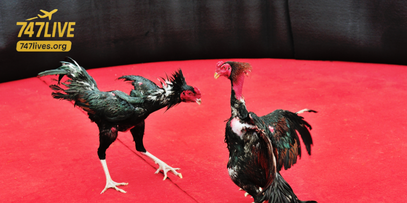 Cultural and economic impact of cockfighting live stream