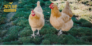 cockfighting live stream
