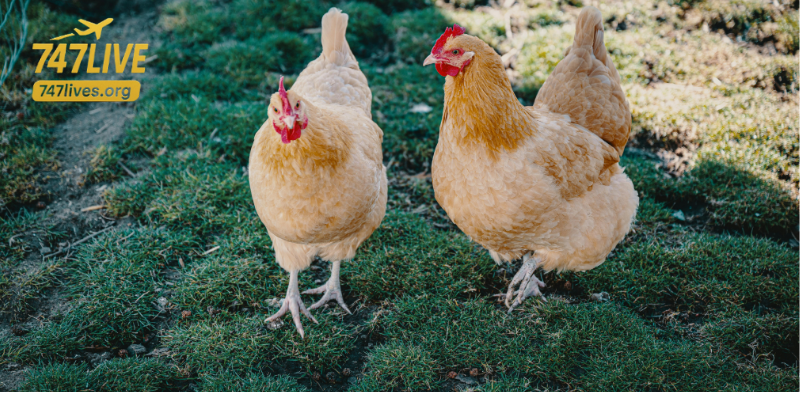 cockfighting live stream